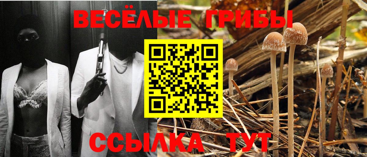 Галлюциногенные грибы Psilocybe Обнинск